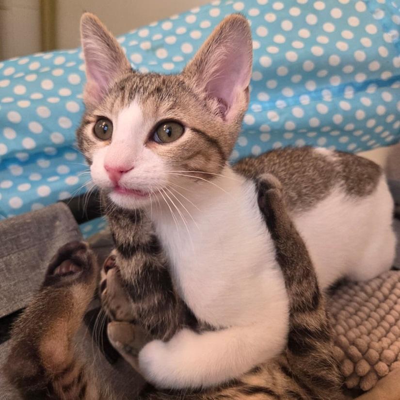 Enlarge Connor, a Adopted American Shorthair in North Hollywood, CA image 2/5