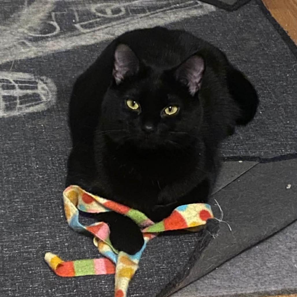 Enlarge Laverne Jones, a Adoptable Domestic Short Hair in Inver Grove Heights, MN image 1/4