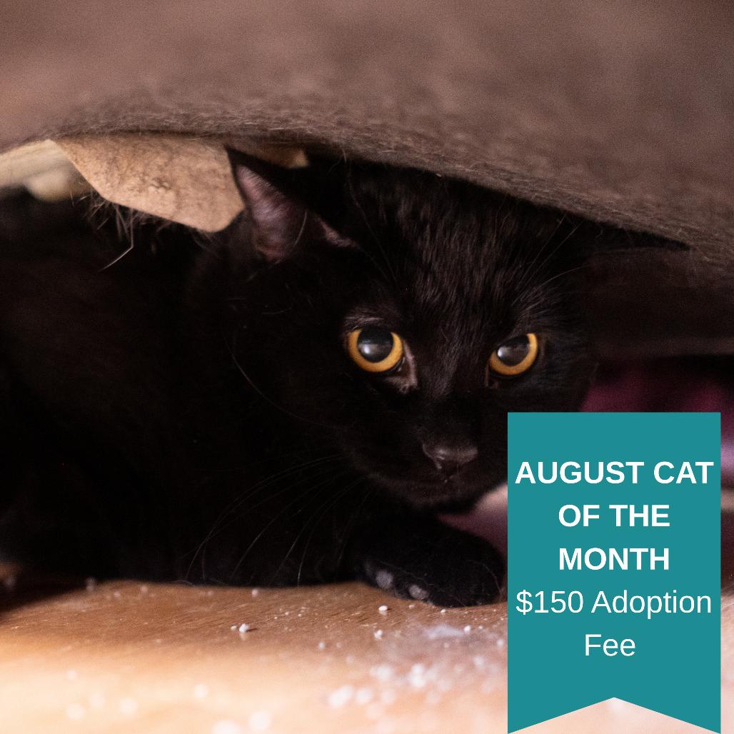 Laverne Jones, a Adoptable Domestic Short Hair in Inver Grove Heights, MN image 2/5