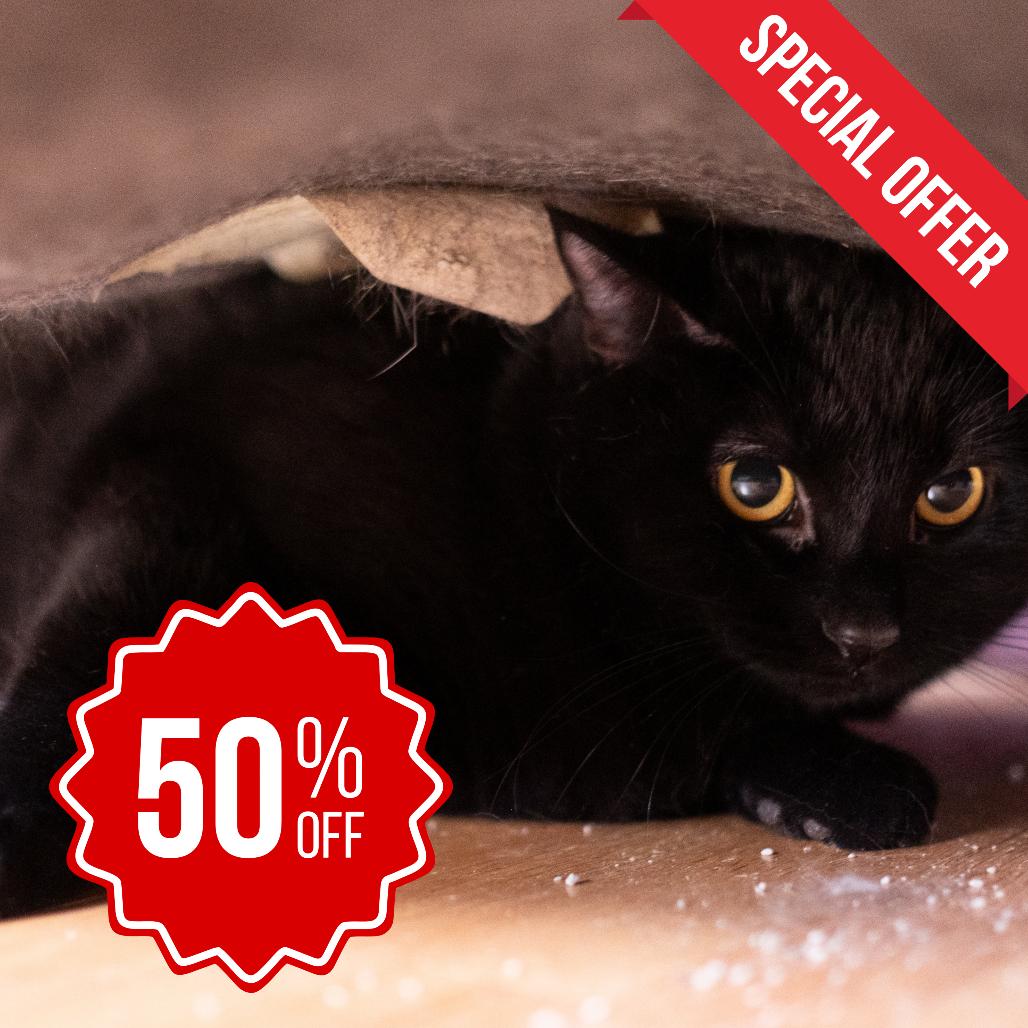 Laverne Jones, a Adoptable Domestic Short Hair in Inver Grove Heights, MN image 2/5