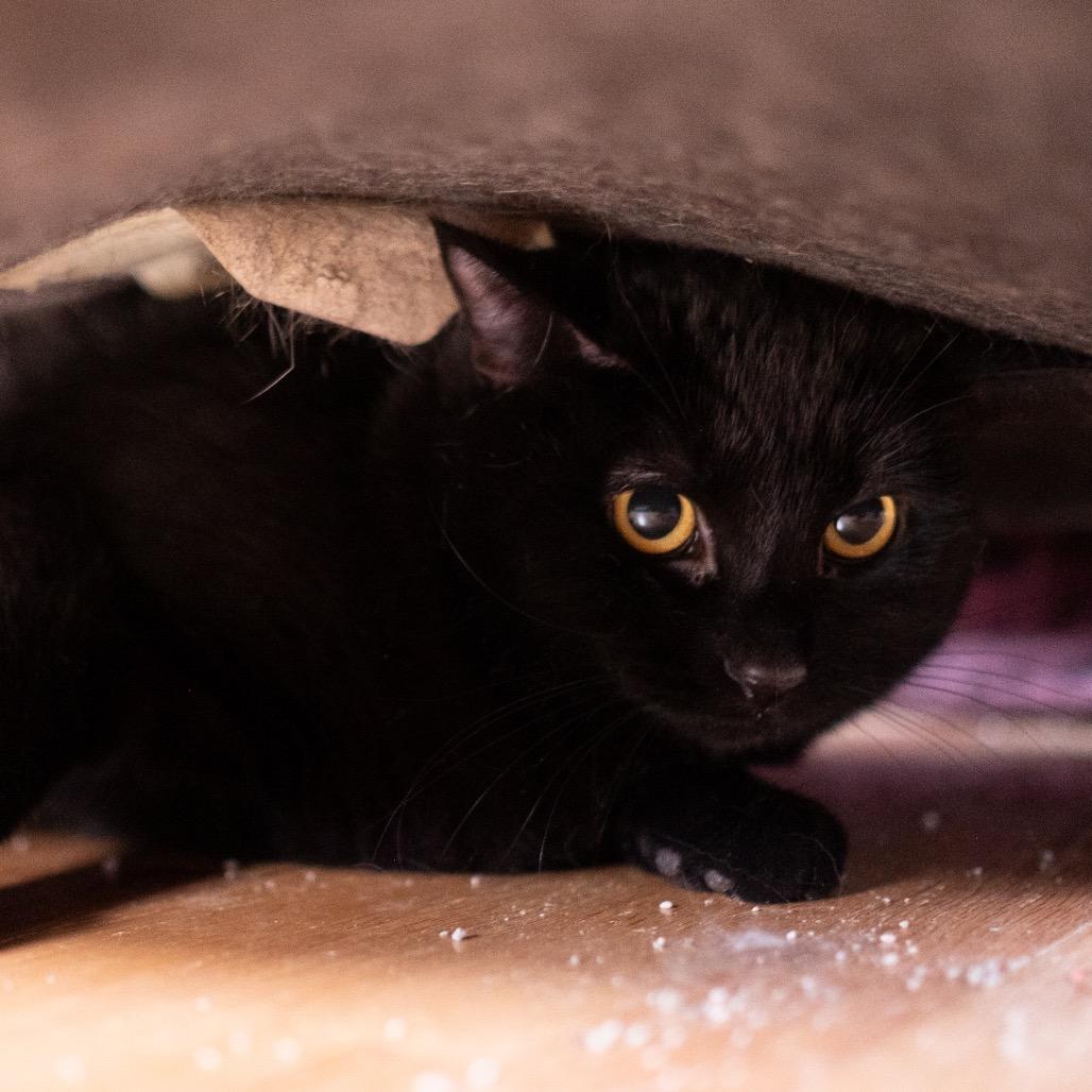 Enlarge Laverne Jones, a Adoptable Domestic Short Hair in Inver Grove Heights, MN image 2/4