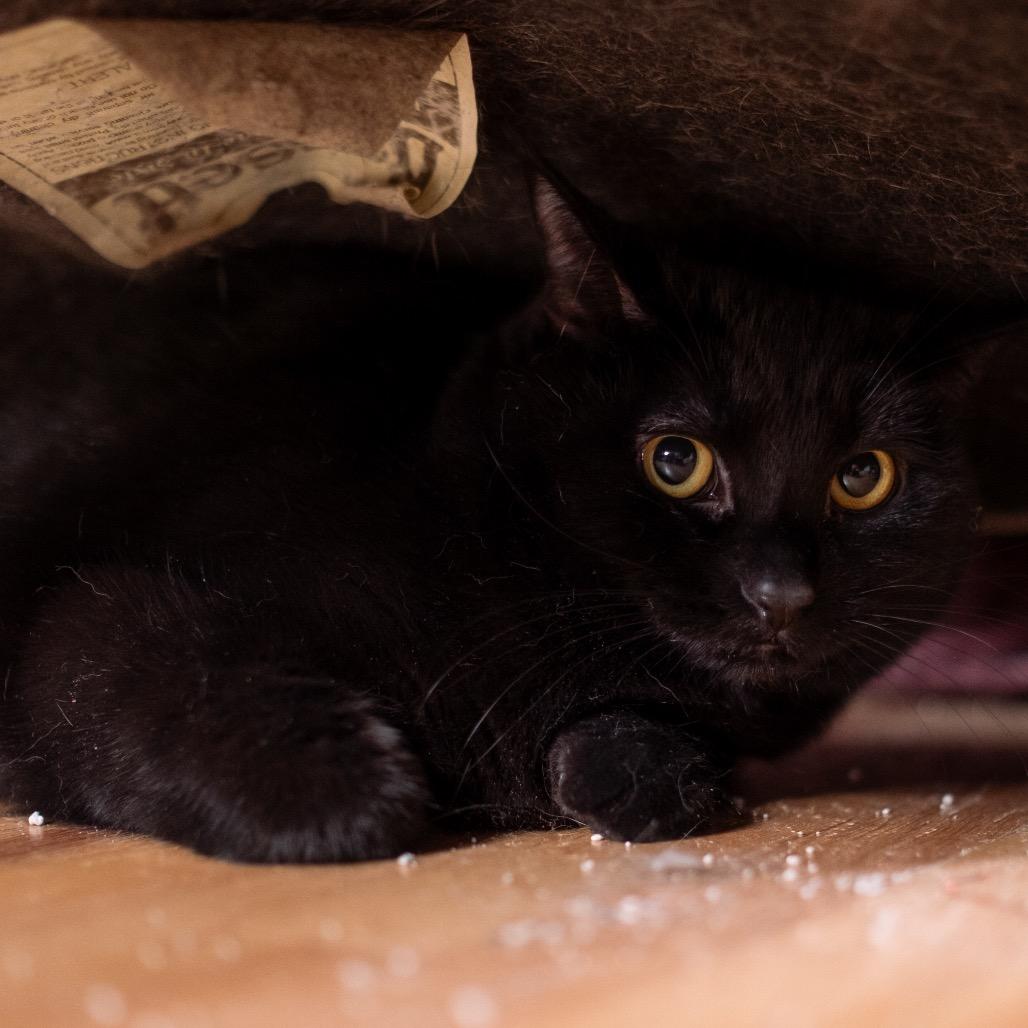 Enlarge Laverne Jones, a Adoptable Domestic Short Hair in Inver Grove Heights, MN image 3/4