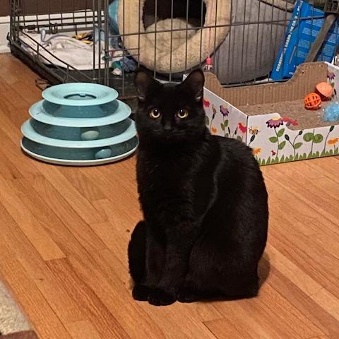 Enlarge Laverne Jones, a Adoptable Domestic Short Hair in Inver Grove Heights, MN image 4/4