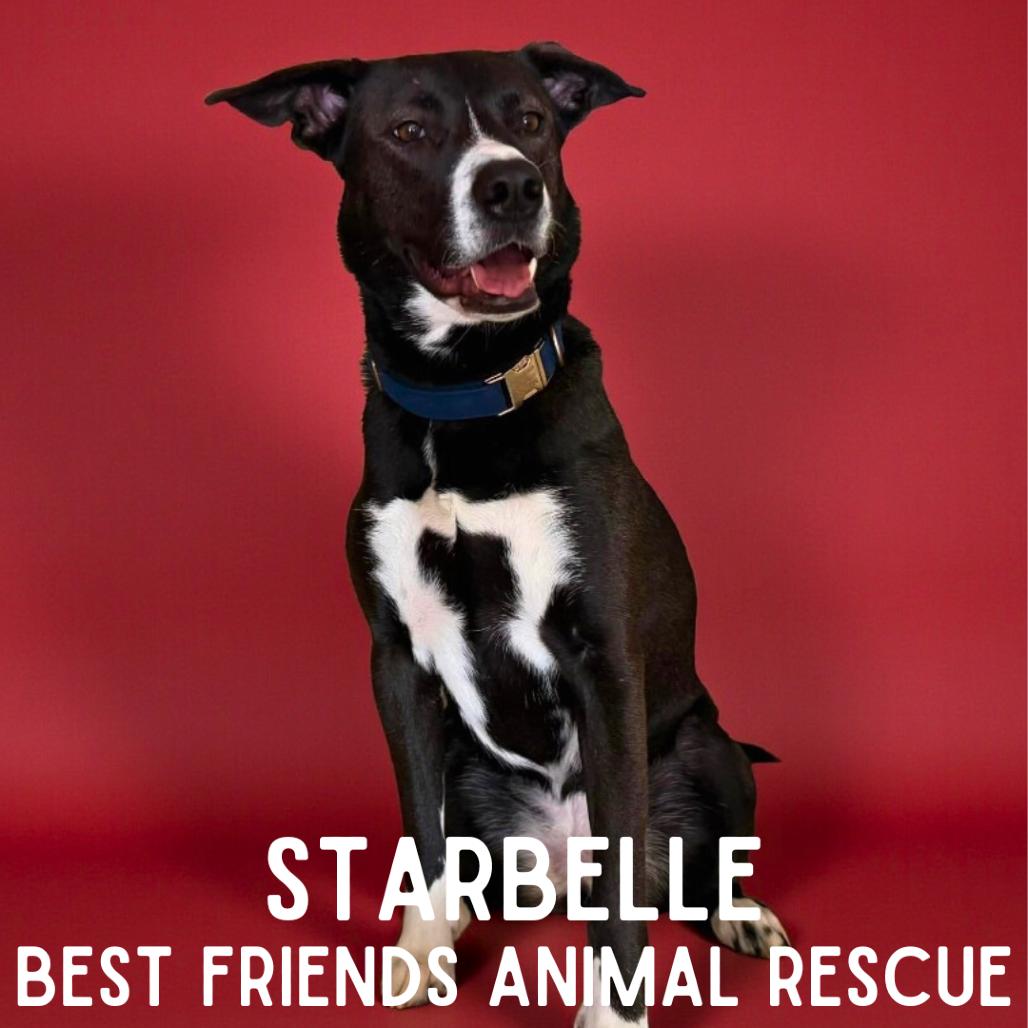 Starbelle, Adoptable, Adult Female German Shepherd Dog & American Staffordshire Terrier.