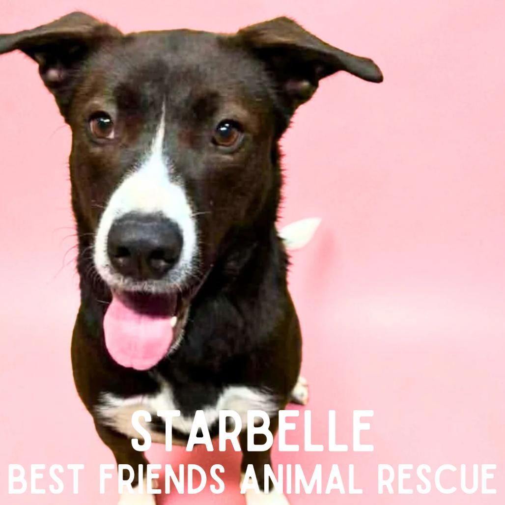 Enlarge Starbelle, a Adoptable mixed breed in Wasilla, AK image 2/4