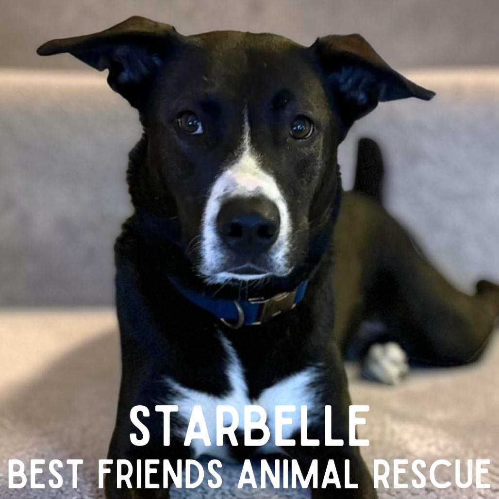 Enlarge Starbelle, a Adoptable mixed breed in Wasilla, AK image 3/4