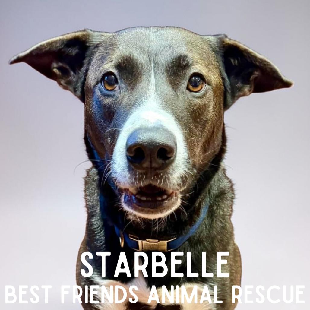 Enlarge Starbelle, a Adoptable mixed breed in Wasilla, AK image 4/4