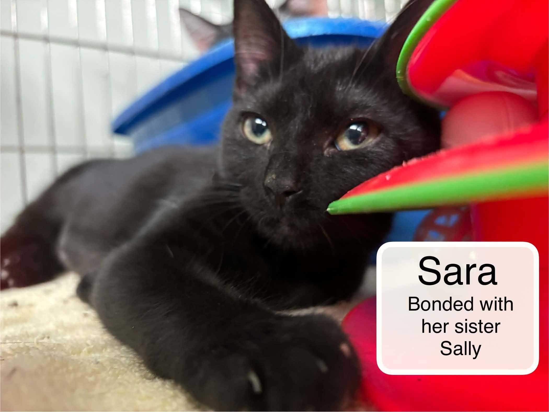 Enlarge Sara and Sally, a Adoptable Domestic Short Hair in Ellicott City, MD image 4/4