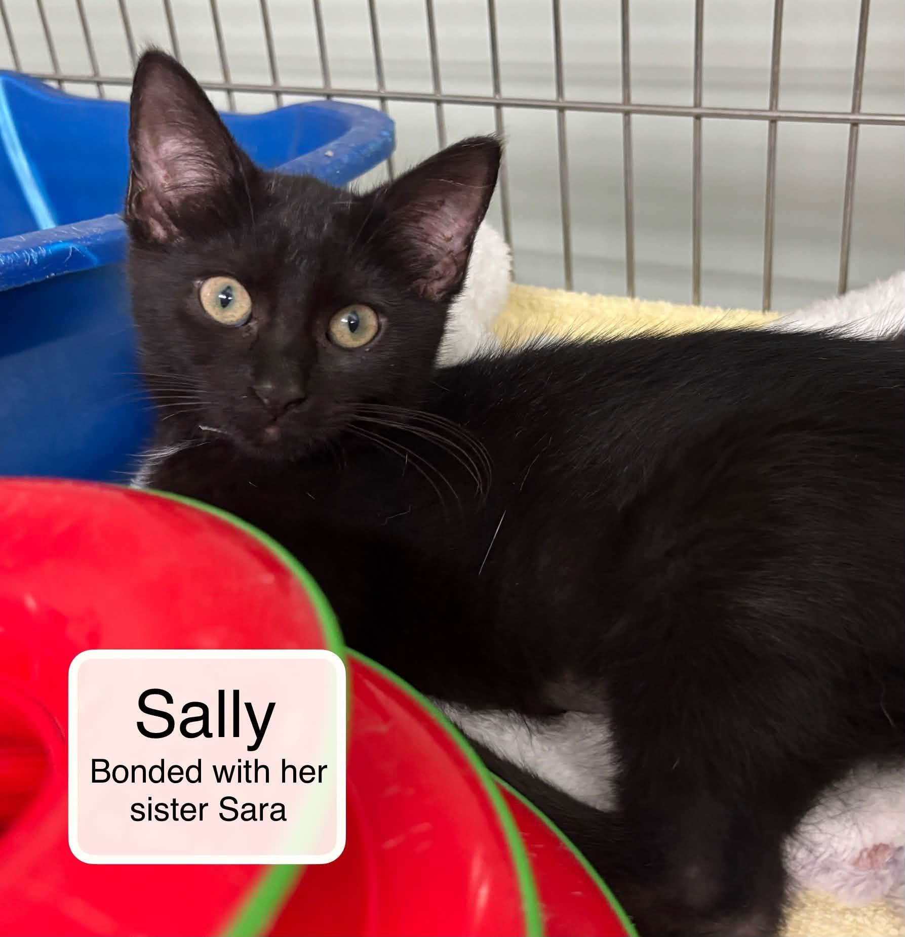 Enlarge Sara and Sally, a Adoptable Domestic Short Hair in Ellicott City, MD image 3/4