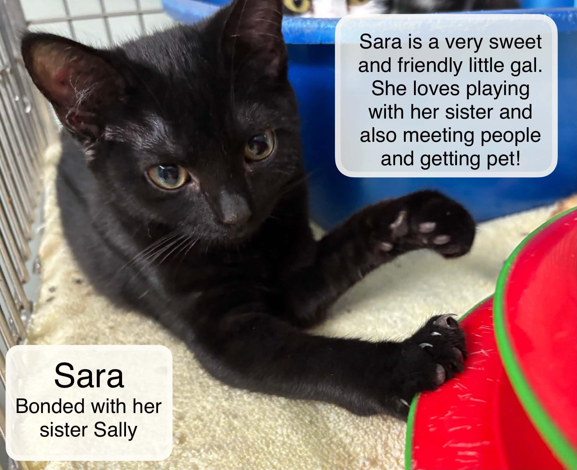 Enlarge Sara and Sally, a Adoptable Domestic Short Hair in Ellicott City, MD image 2/4