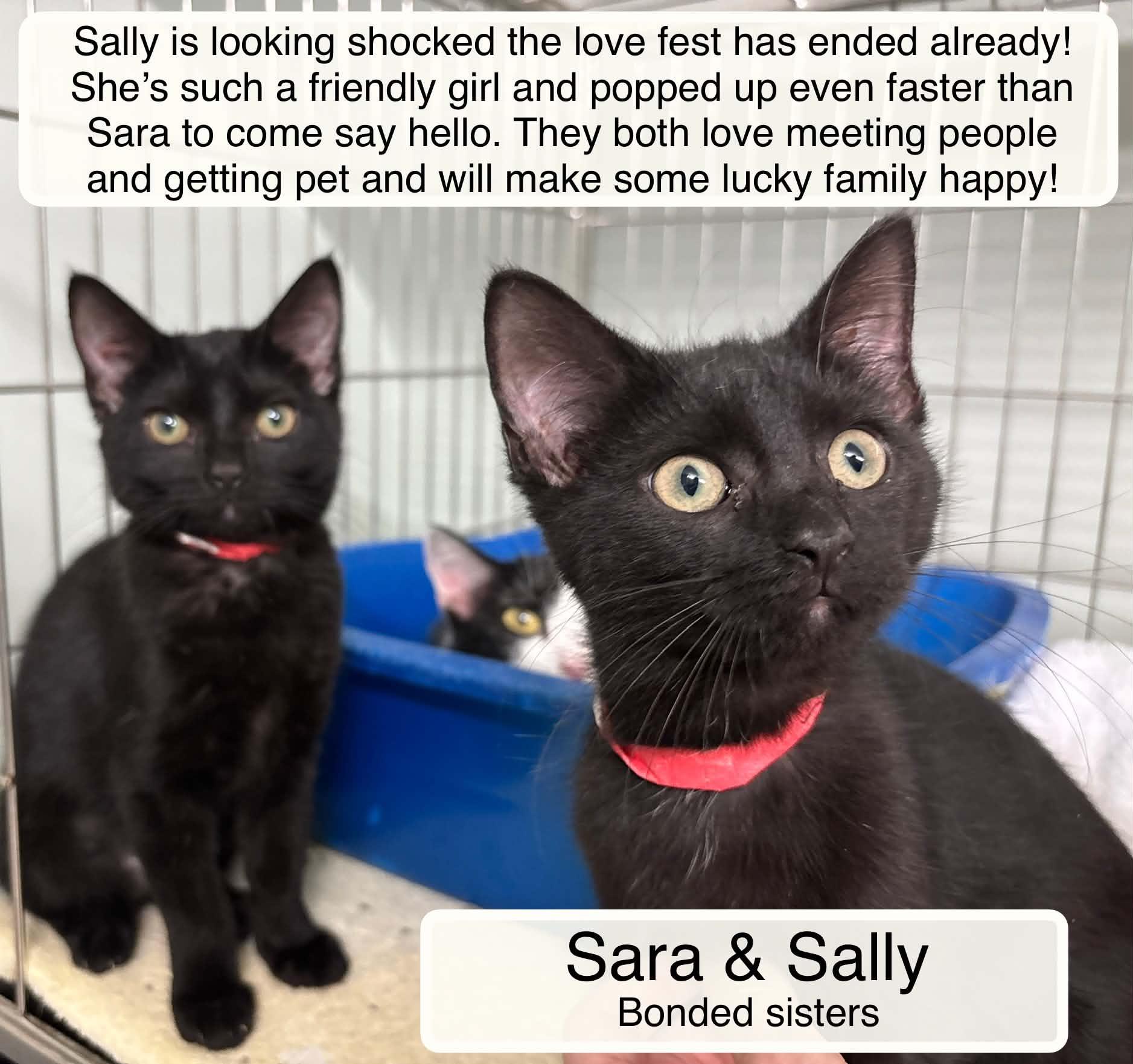Sara and Sally, Adoptable, Kitten Female Domestic Short Hair.