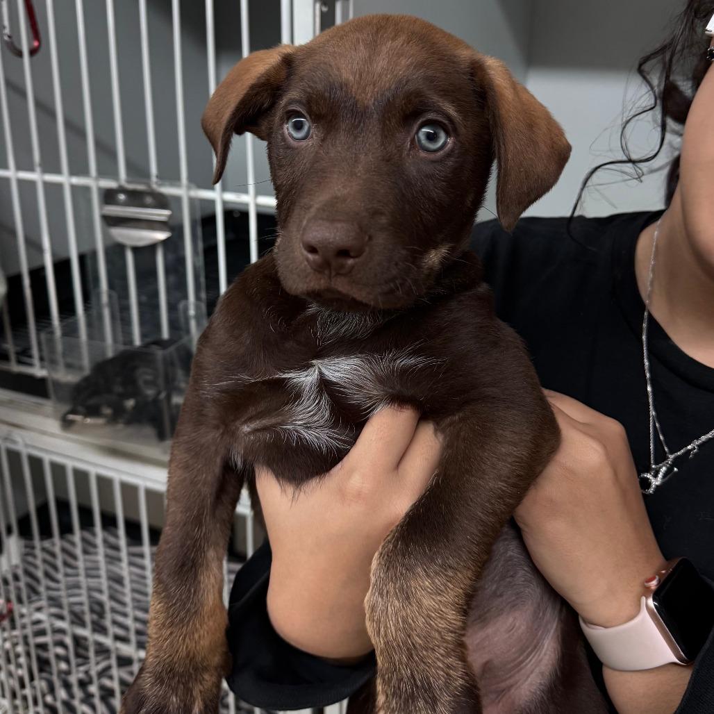Enlarge Teddy fka Gus, a Adoptable mixed breed in Denison, TX image 1/6