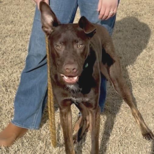 Enlarge Teddy fka Gus, a Adoptable mixed breed in Denison, TX image 2/6