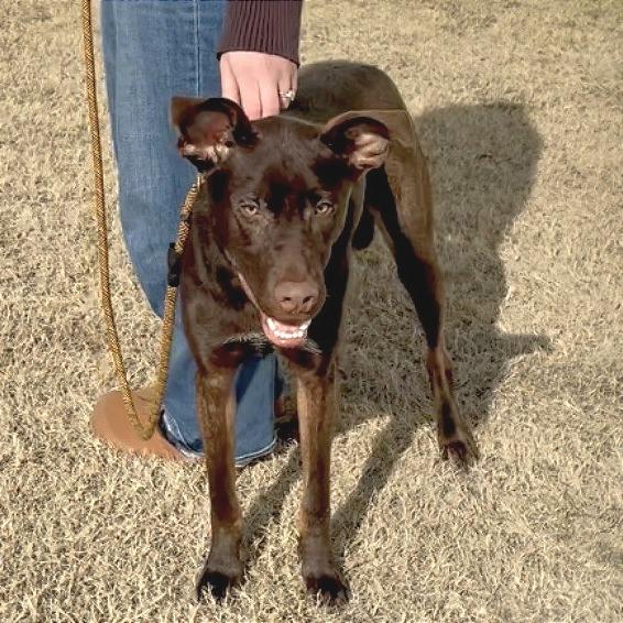 Enlarge Teddy fka Gus, a Adoptable mixed breed in Denison, TX image 3/6
