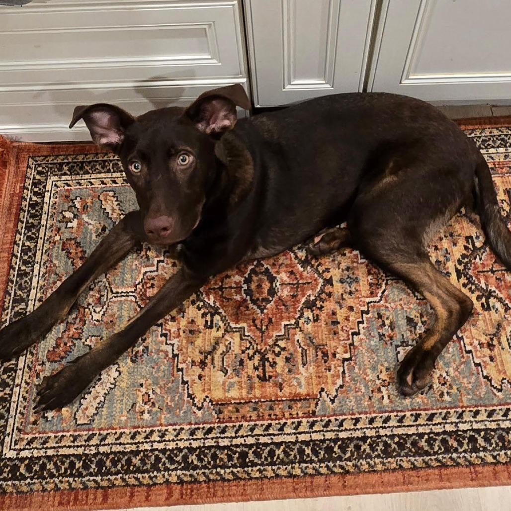 Enlarge Teddy fka Gus, a Adoptable mixed breed in Denison, TX image 4/6