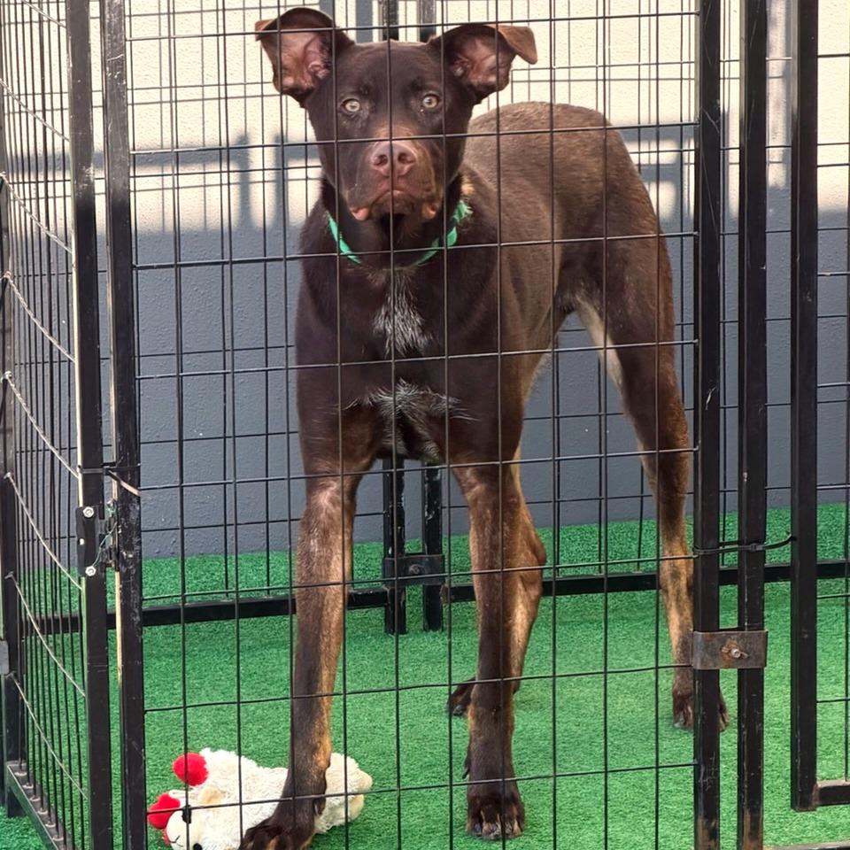 Enlarge Teddy fka Gus, a Adoptable mixed breed in Denison, TX image 5/6