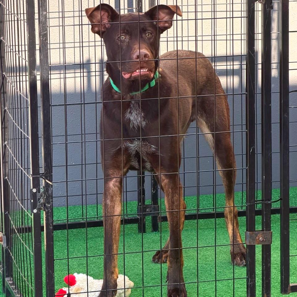 Enlarge Teddy fka Gus, a Adoptable mixed breed in Denison, TX image 6/6