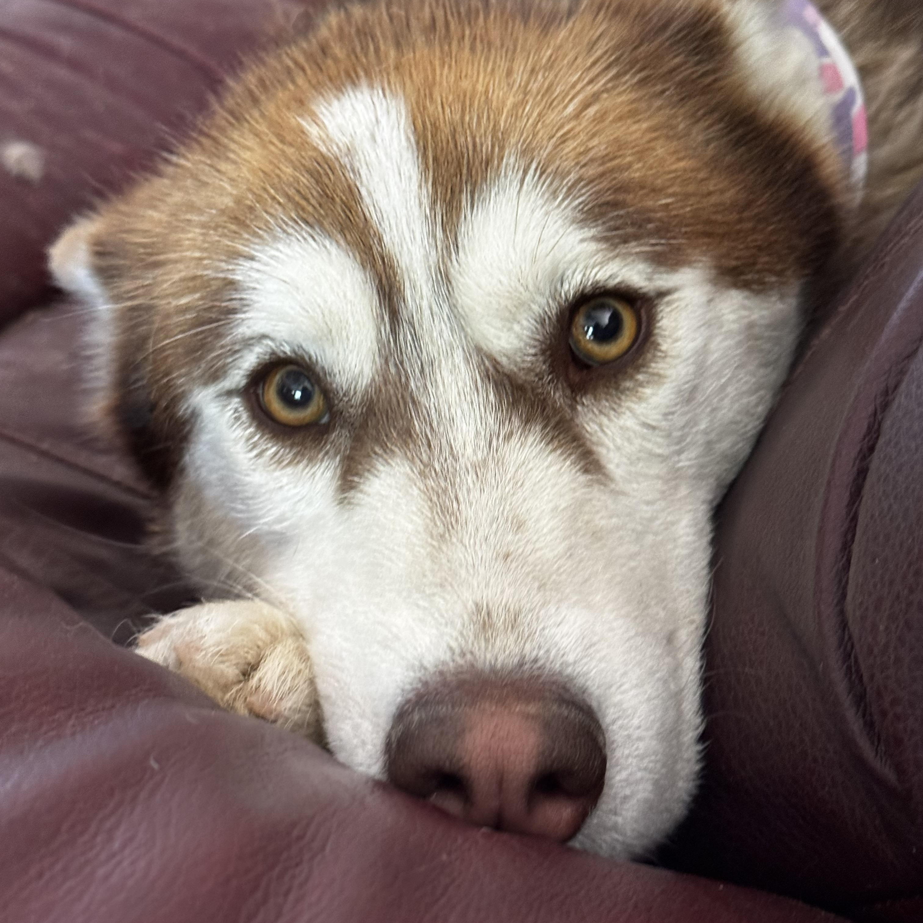 Enlarge AUBREY, a Adoptable Siberian Husky in Yucca Valley, CA image 1/3