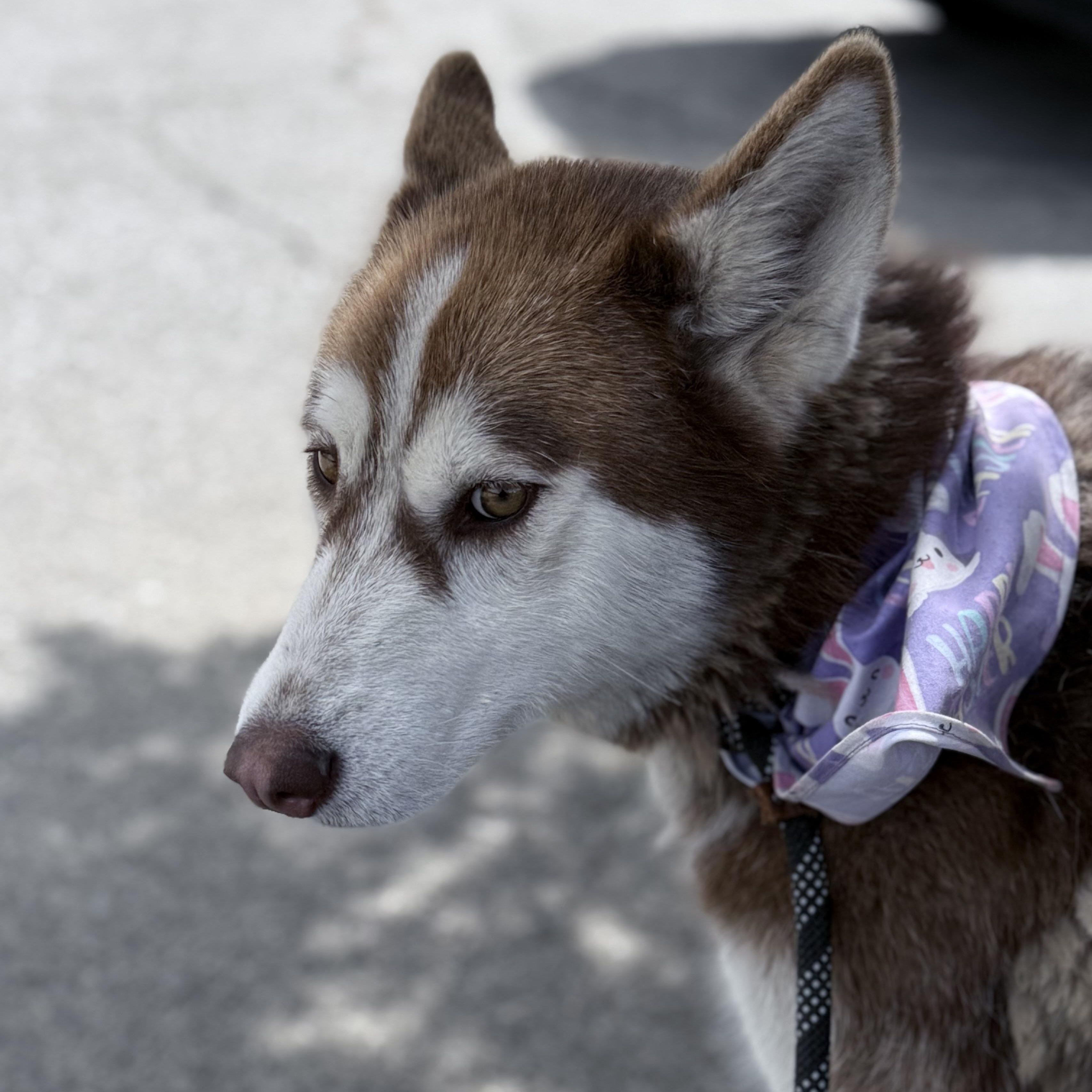 Enlarge AUBREY, a Adoptable Siberian Husky in Yucca Valley, CA image 2/3