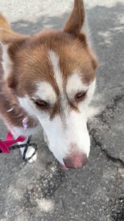 Enlarge AUBREY, a Adoptable Siberian Husky in Yucca Valley, CA video 3/3
