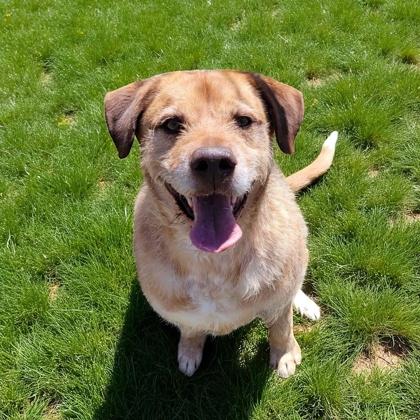 Hondo, Adoptable, Adult Male Fox Terrier & Mixed Breed.