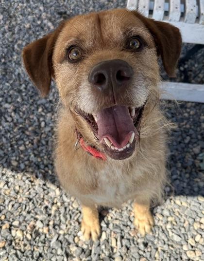 Enlarge Hondo, a Adoptable mixed breed in Cumberland, MD image 2/3