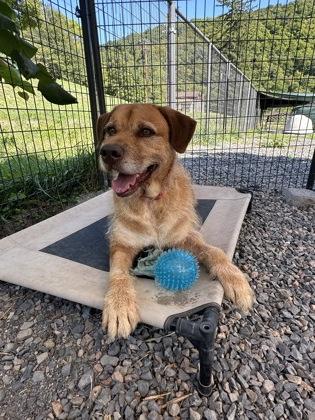 Enlarge Hondo, a Adoptable mixed breed in Cumberland, MD image 3/3