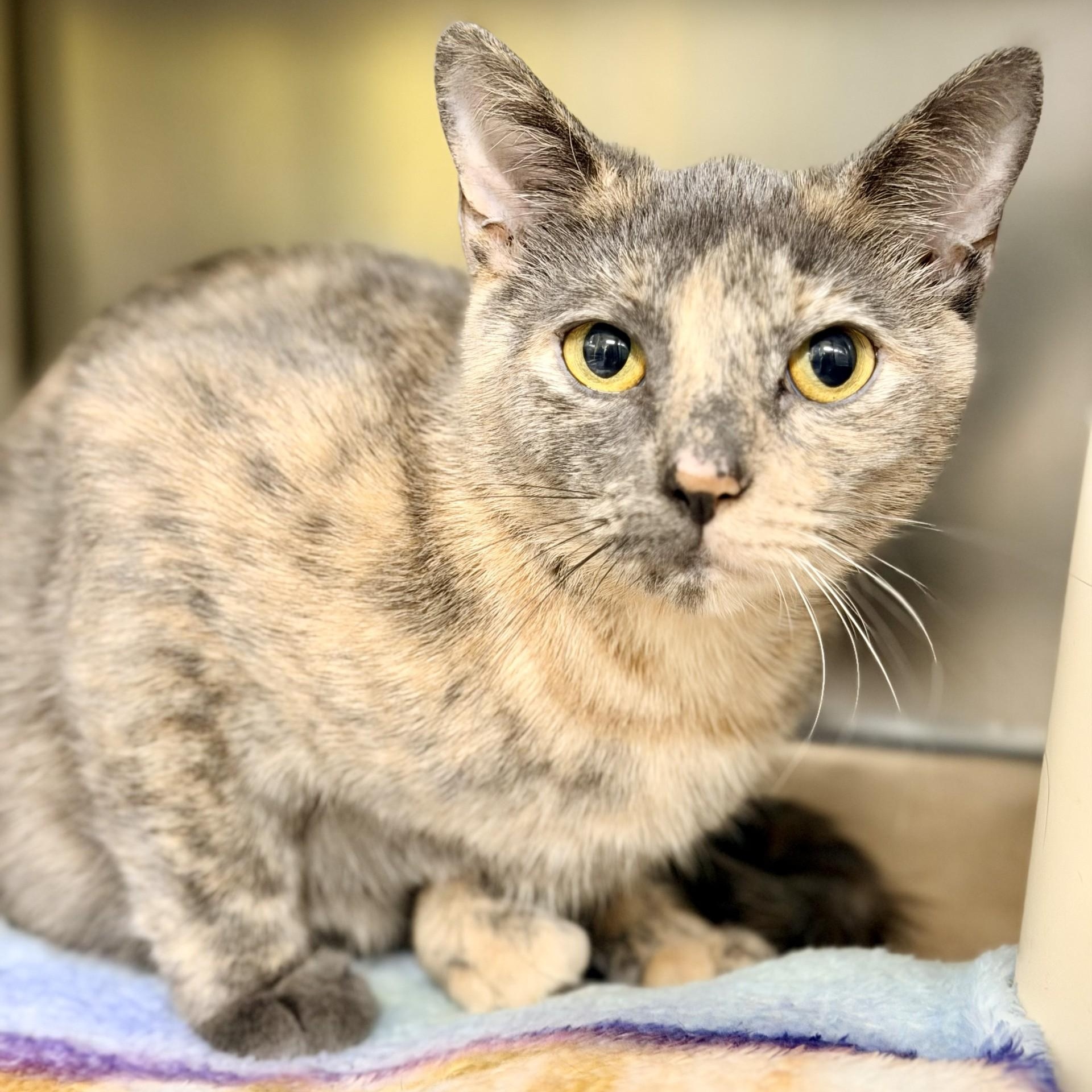 Enlarge Tiki, a ADOPTABLE Domestic Short Hair in Jackson, NJ image 2/2