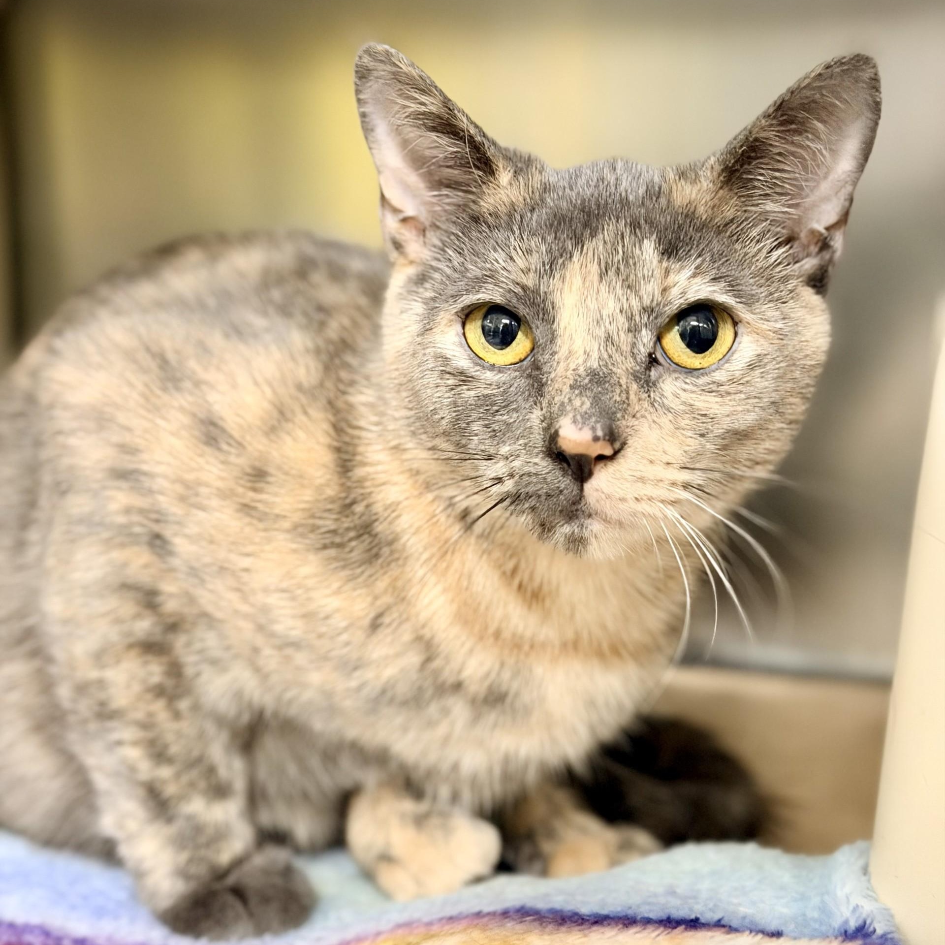 Tiki, ADOPTABLE, Adult Female Domestic Short Hair.