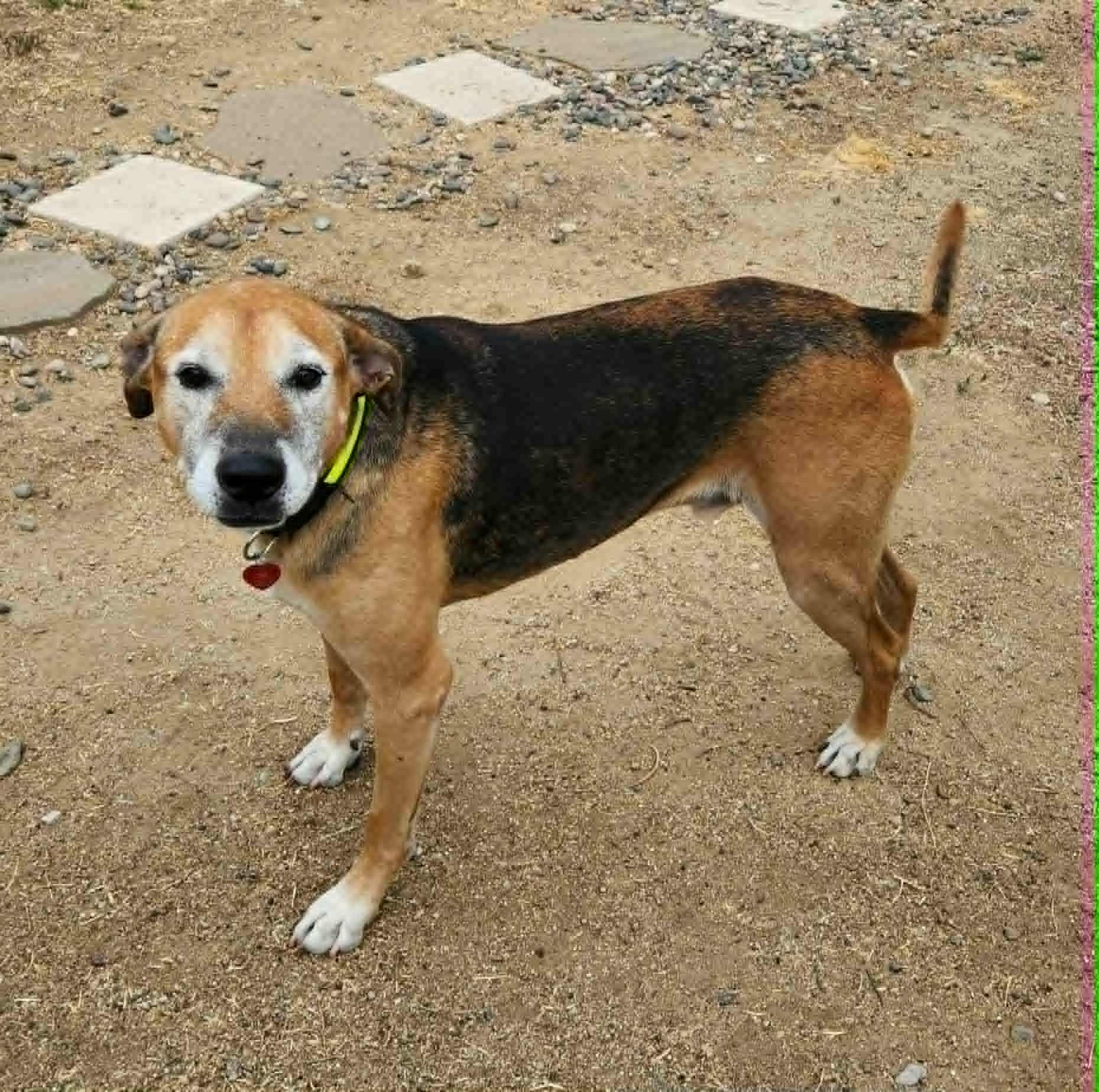 Ozzie, a Adoptable mixed breed in Laguna Hills, CA image 1/6