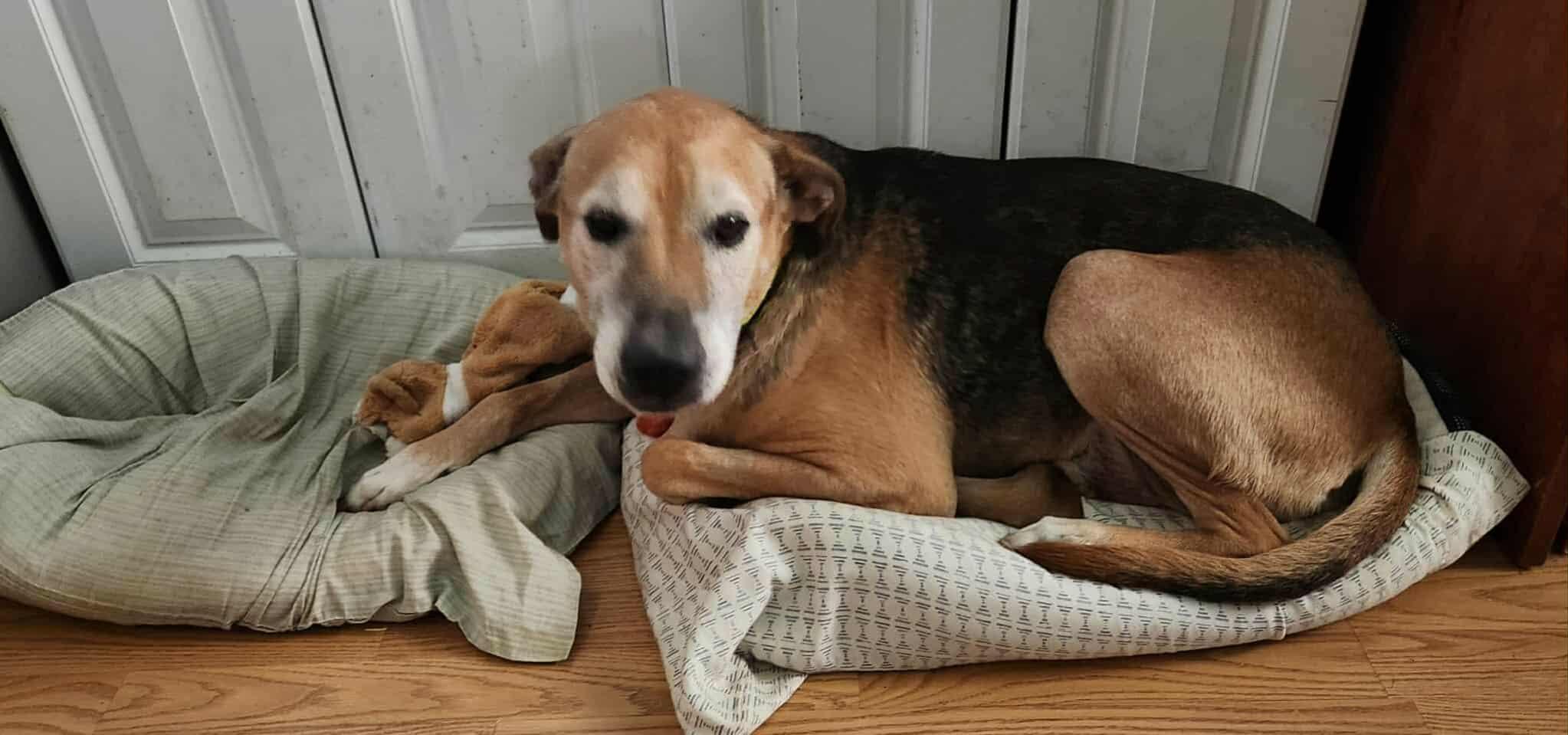 Ozzie, a Adoptable mixed breed in Laguna Hills, CA image 2/6