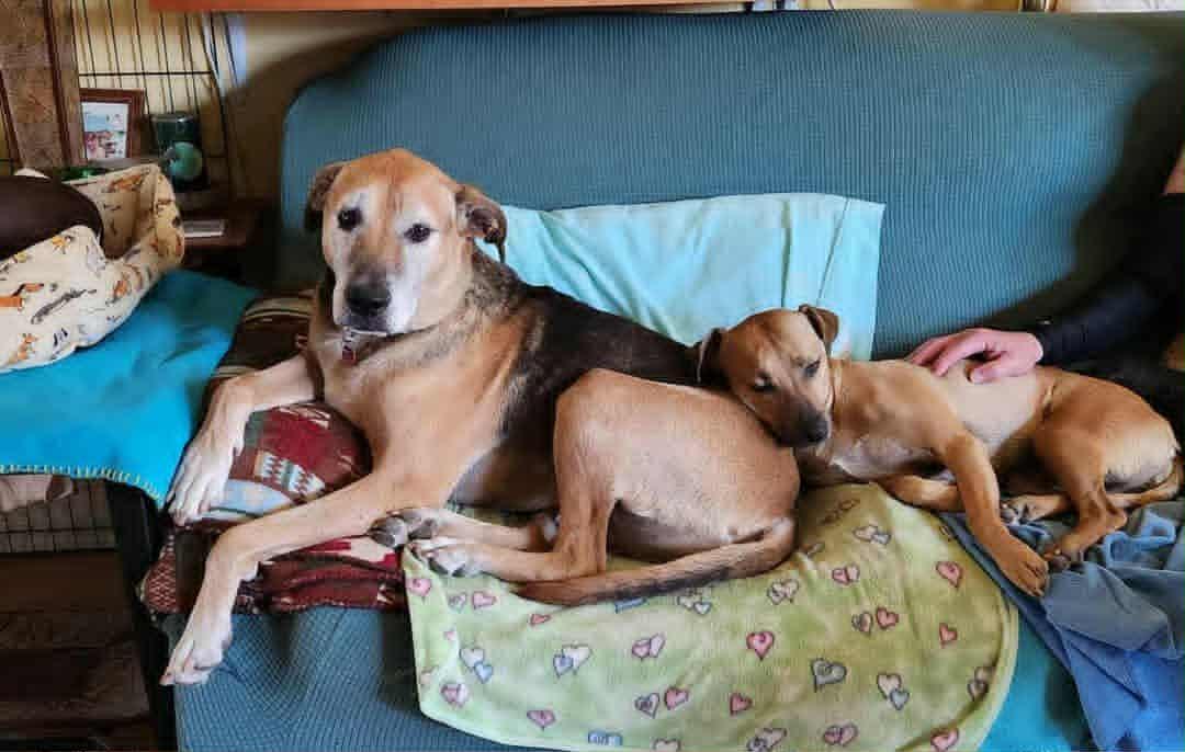 Ozzie, a Adoptable mixed breed in Laguna Hills, CA image 3/6