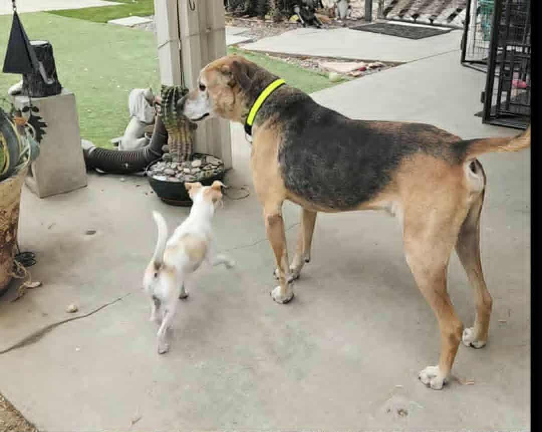 Ozzie, a Adoptable mixed breed in Laguna Hills, CA image 5/6