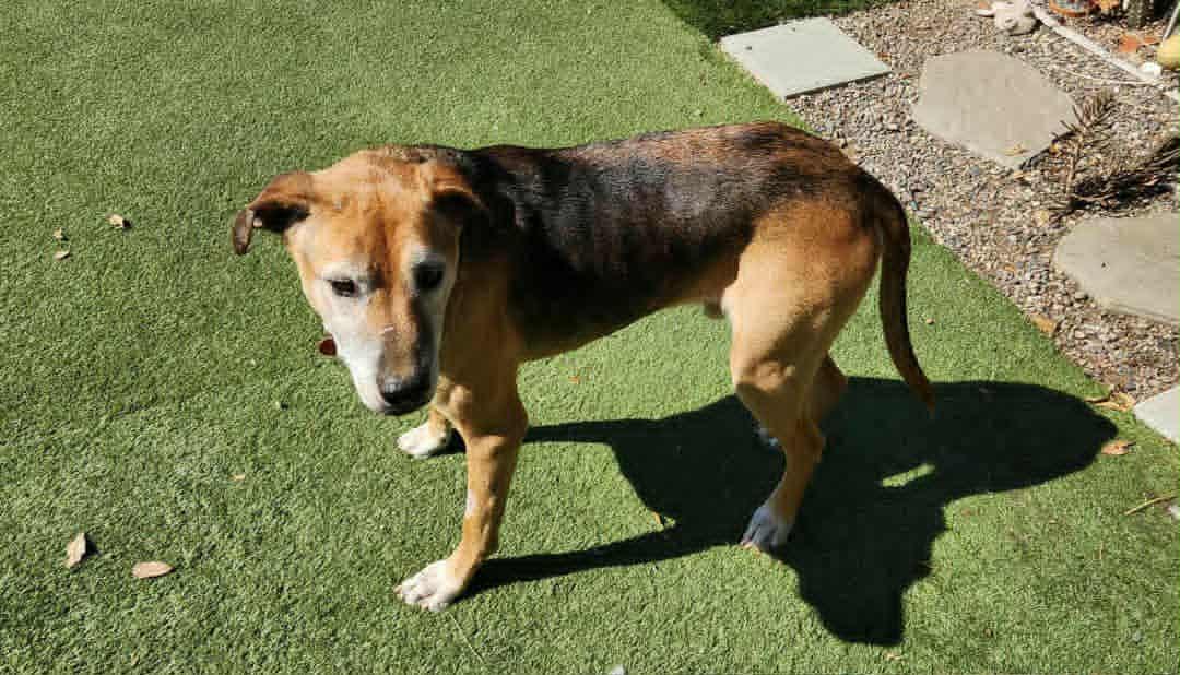 Ozzie, a Adoptable mixed breed in Laguna Hills, CA image 6/6