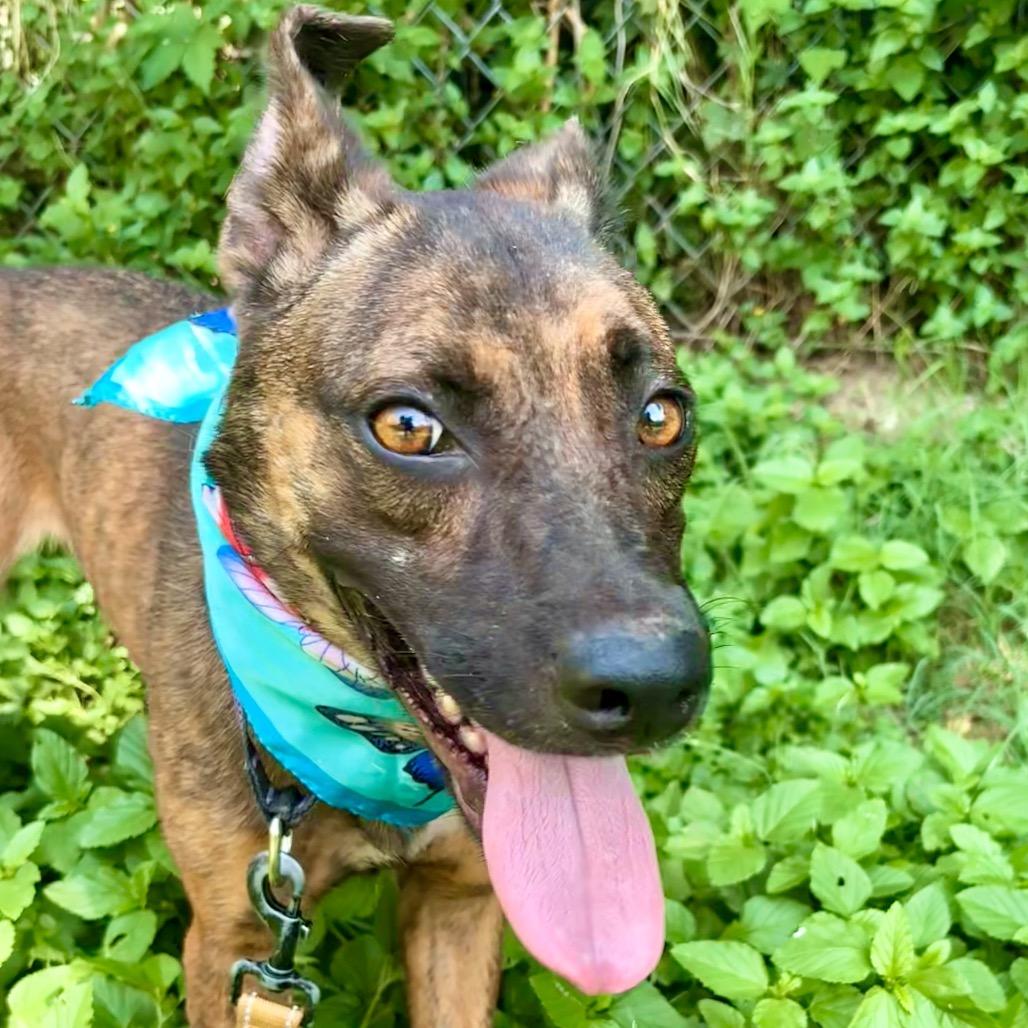 Nutmeg, Adoptable, Adult Female Greyhound & Plott Hound.