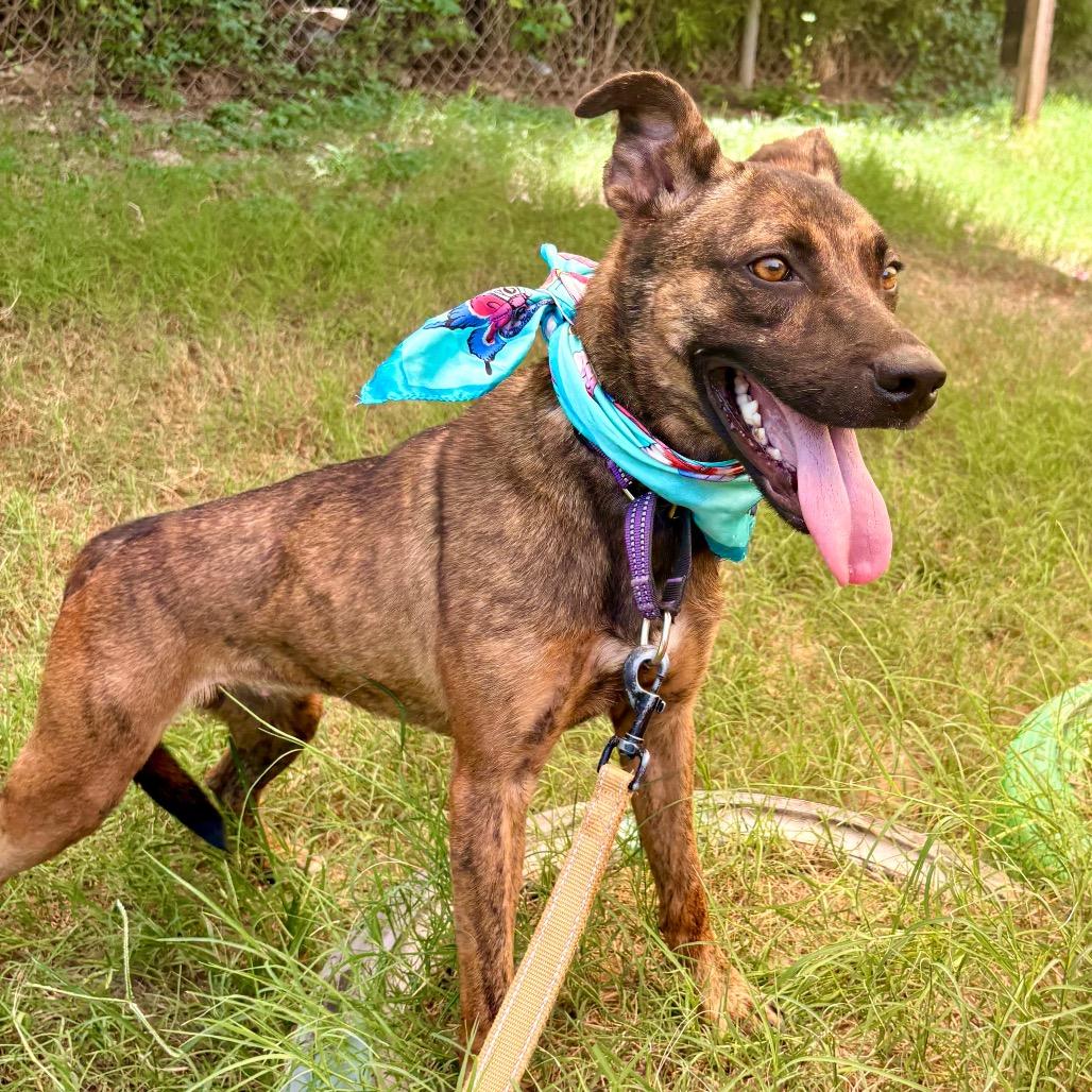 Enlarge Nutmeg, a Adoptable mixed breed in Austin, TX image 2/6