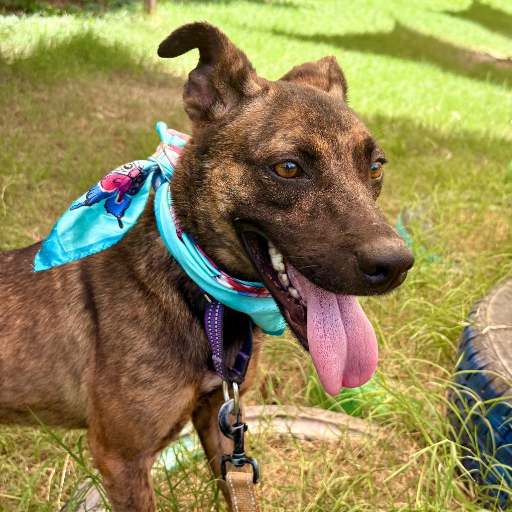 Enlarge Nutmeg, a Adoptable mixed breed in Austin, TX image 3/6