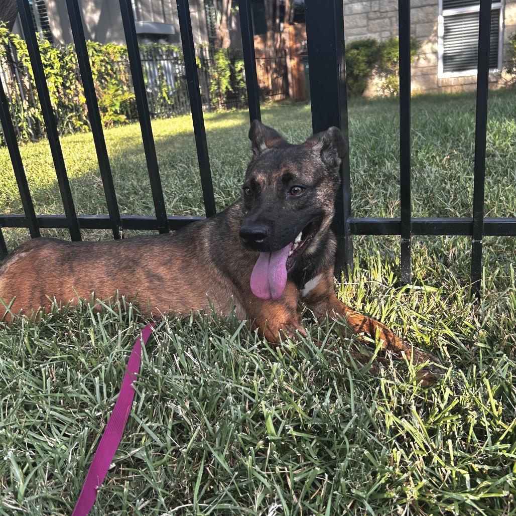 Enlarge Nutmeg, a Adoptable mixed breed in Austin, TX image 4/6