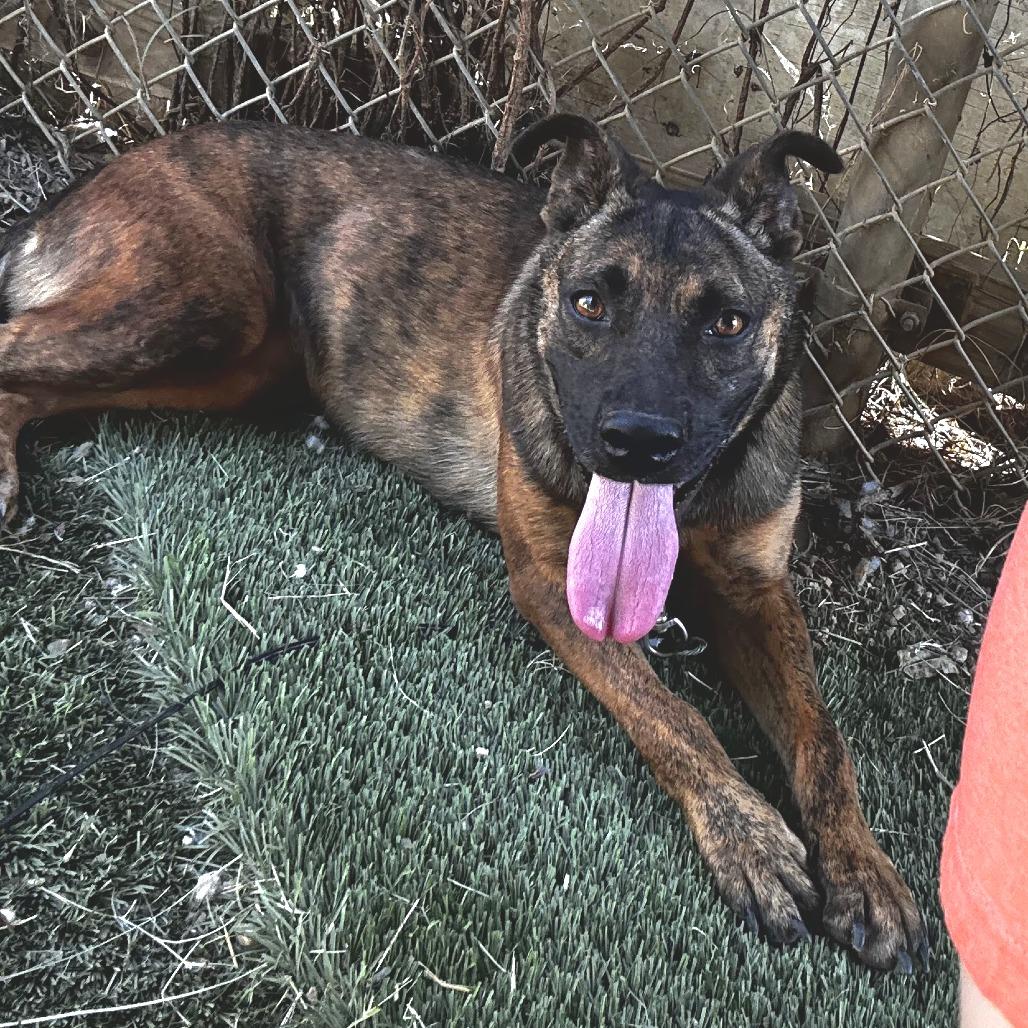 Enlarge Nutmeg, a Adoptable mixed breed in Austin, TX image 5/6
