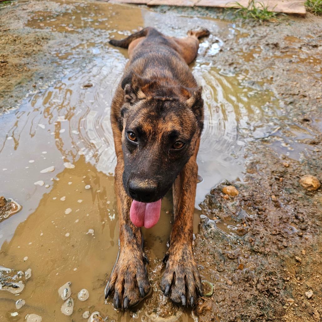 Enlarge Nutmeg, a Adoptable mixed breed in Austin, TX image 6/6