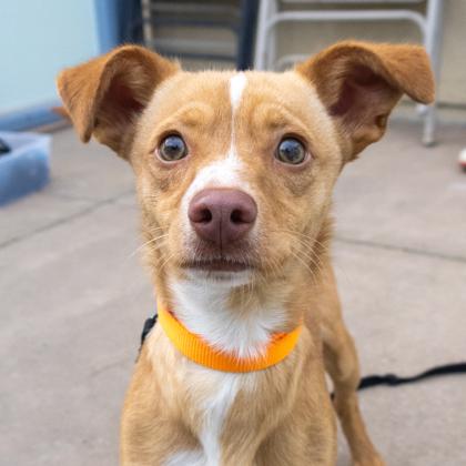 Nodal, Adoptable, Adult Male Chihuahua & Mixed Breed.