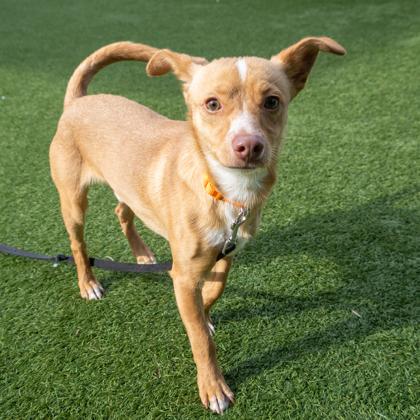 Enlarge Nodal, a Adoptable mixed breed in San Francisco, CA image 2/3