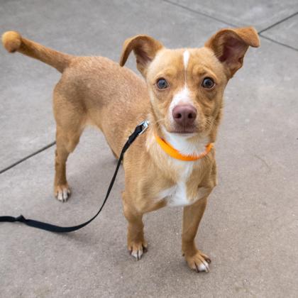 Enlarge Nodal, a Adoptable mixed breed in San Francisco, CA image 3/3