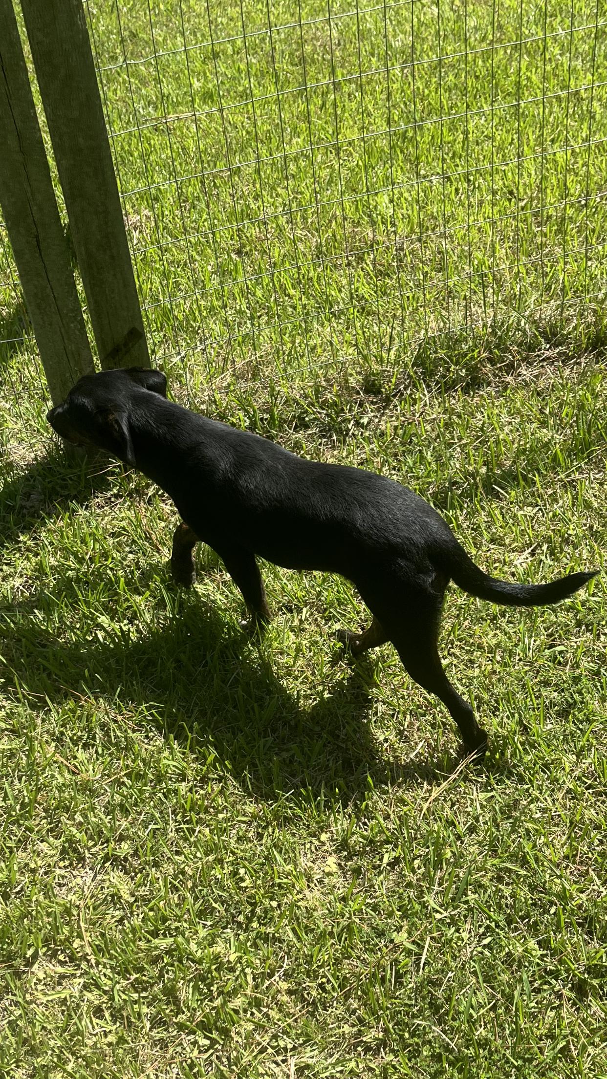 Enlarge Betty - COME MEET 9/14, a Adoptable mixed breed in Medfield, MA image 2/3