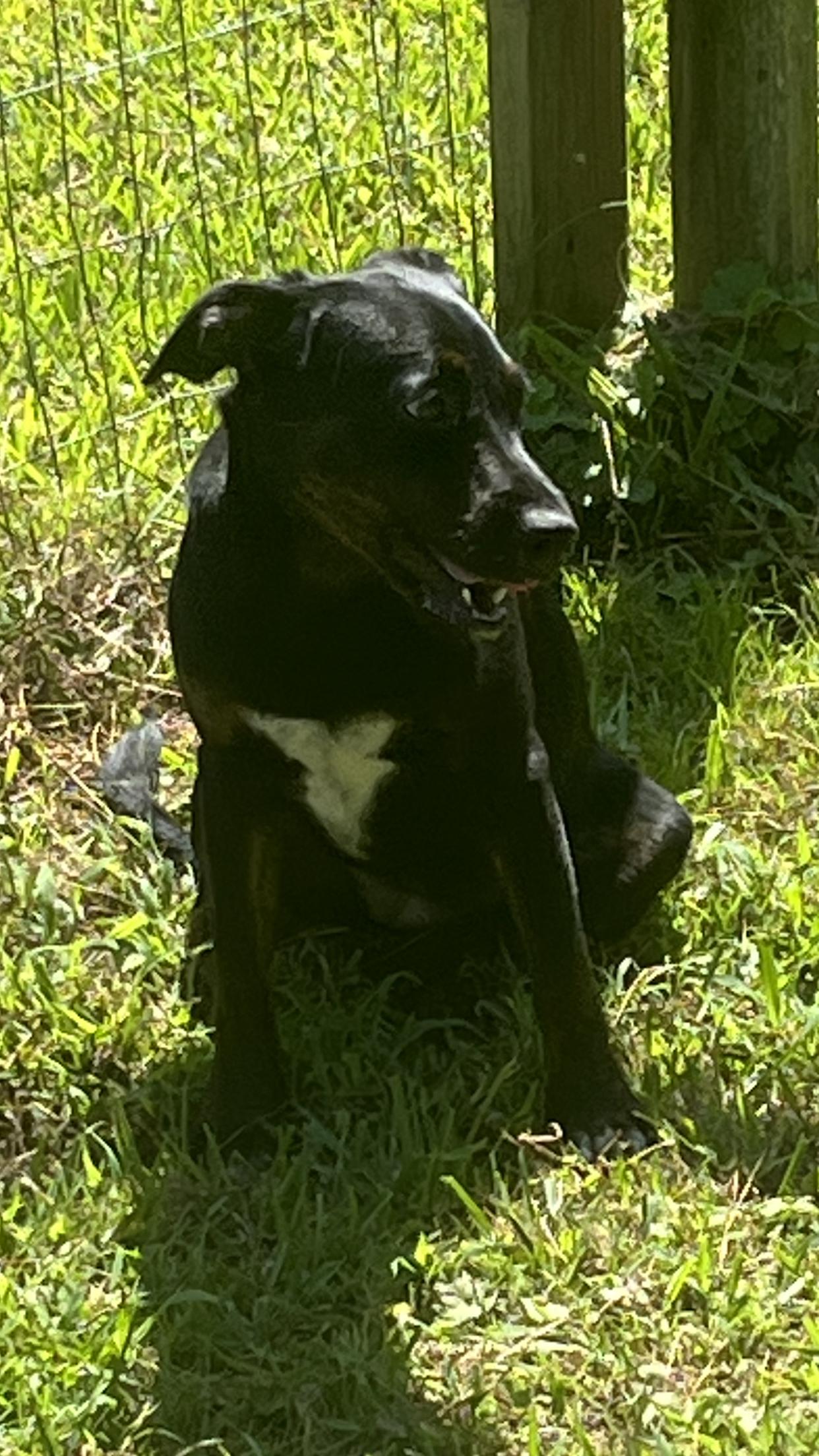 Betty - COME MEET 9/14, ADOPTABLE, Young Female Black Labrador Retriever.