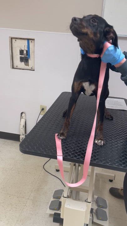 Enlarge Betty - COME MEET 9/14, a Adoptable mixed breed in Medfield, MA video 3/3