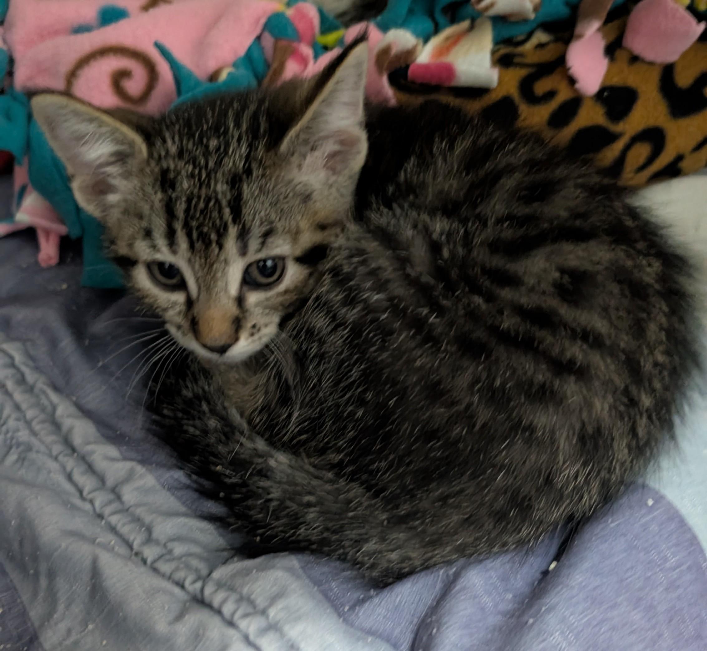 Tabitha, an adoptable Domestic Short Hair in New Ulm, MN_image-1