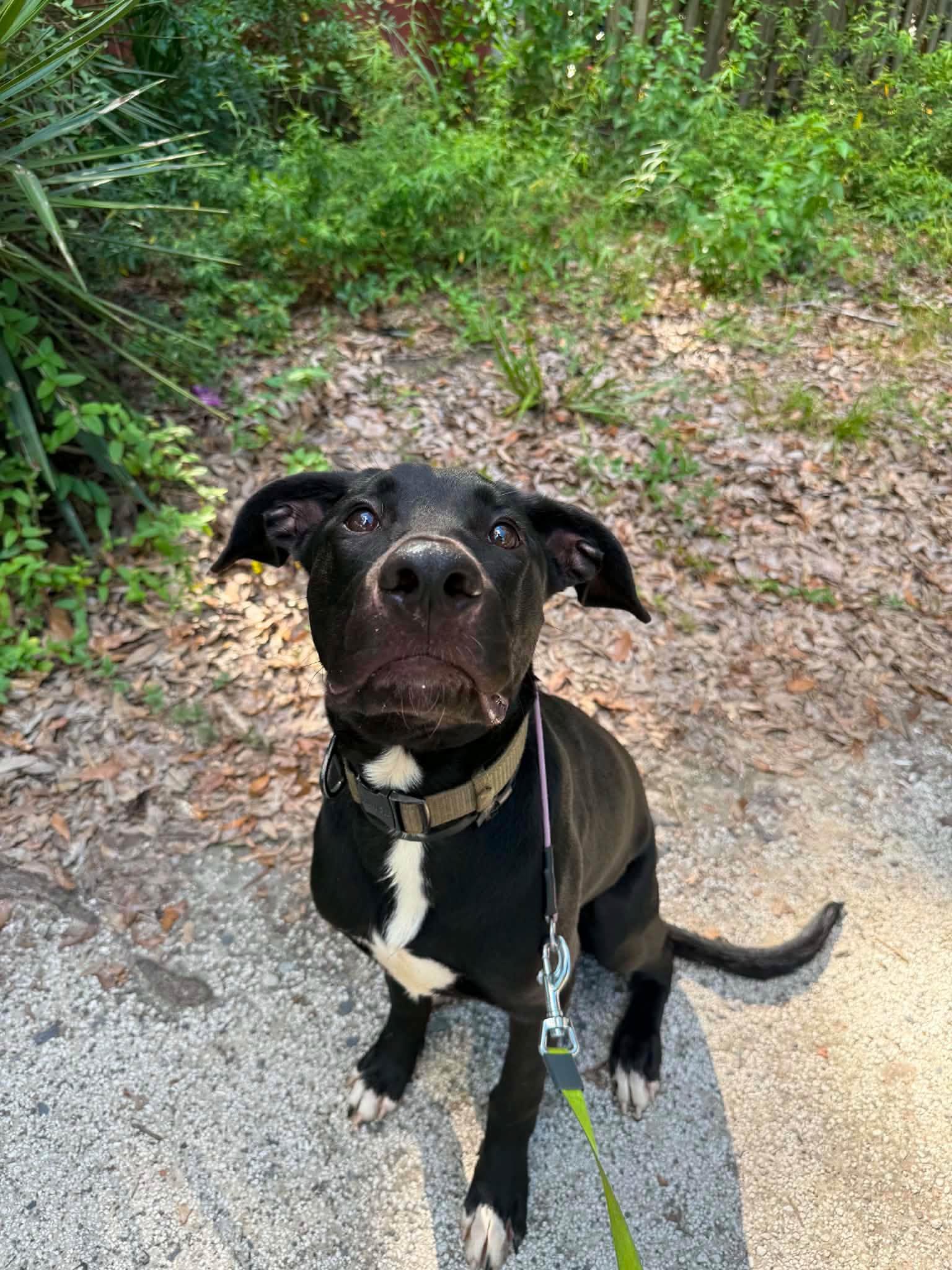 Enlarge Link, a Adoptable mixed breed in North Charleston, SC image 2/5