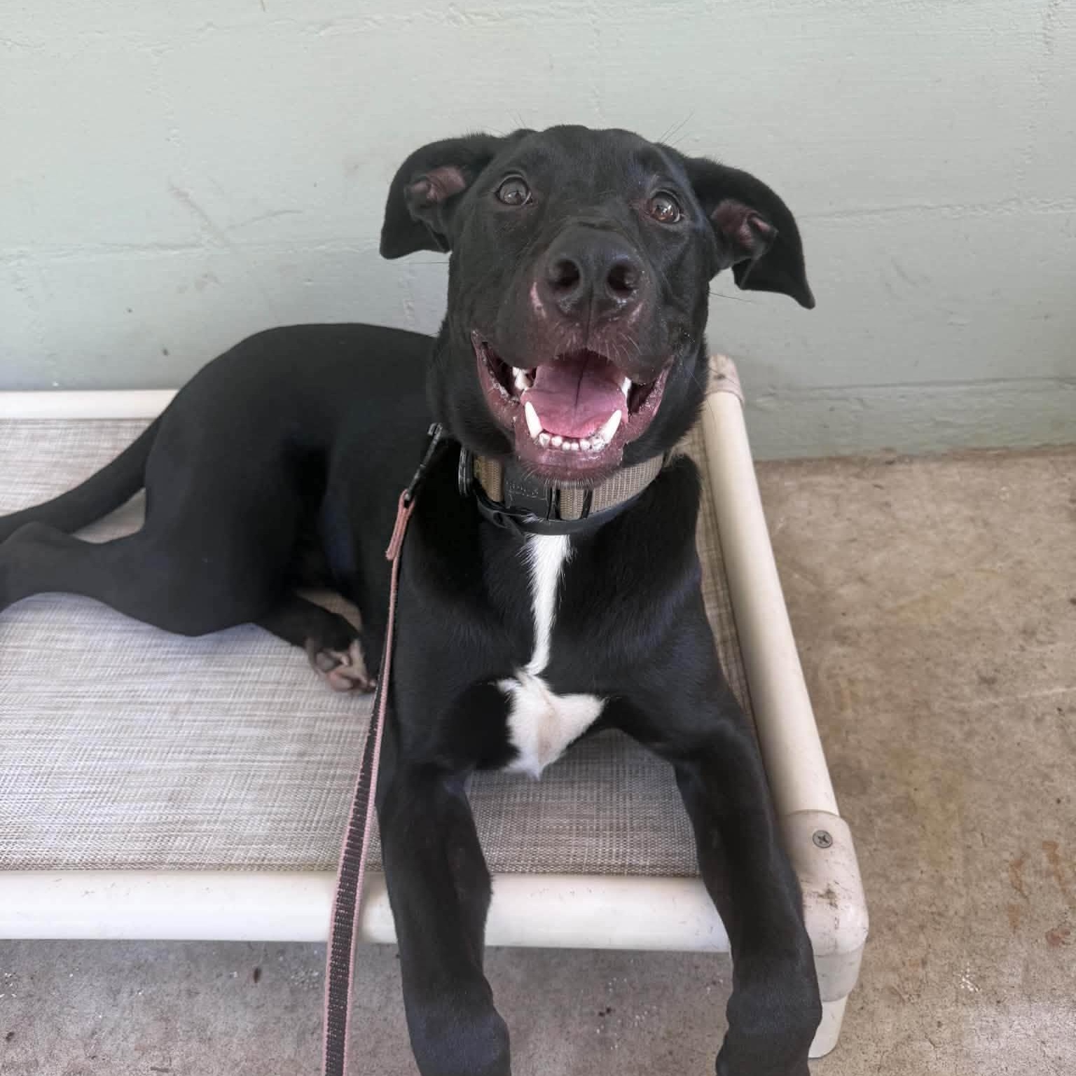 Link, Adoptable, Young Male German Shepherd Dog & Pit Bull Terrier.
