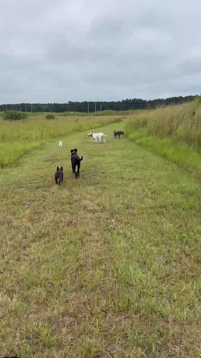 Enlarge Link, a Adoptable mixed breed in North Charleston, SC video 5/5